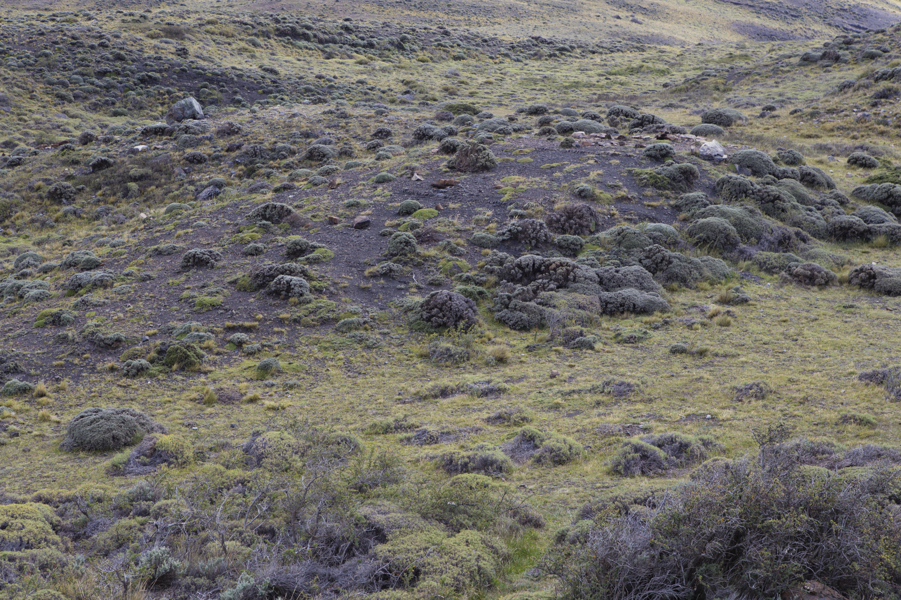 Patagonia greenery and vegetation